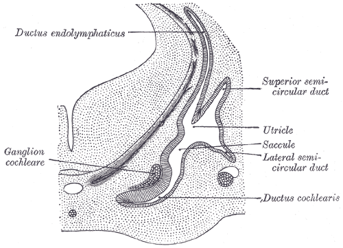 <p>The Organs of Hearing