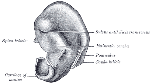 <p>Cranial Surface of the Right Auricular Cartilage