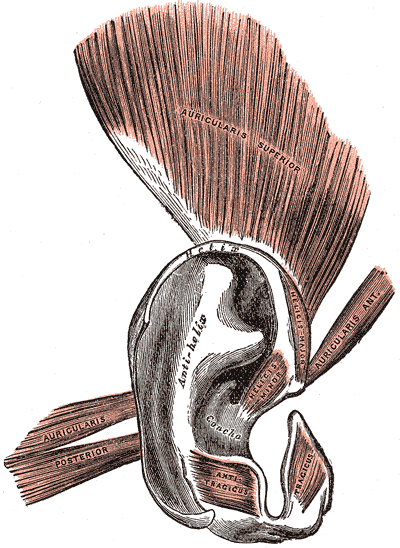 <p>The Muscles of the Ear