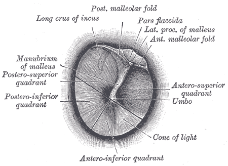 <p>The Middle ear or Tympanic Cavity, Right tympanic membrane as seen through a speculum, Long crus of incus, Conc of light, 