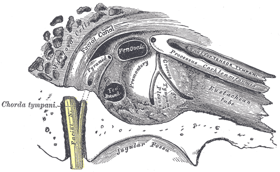 The Middle Ear or Tympanic Cavity, View of the inner wall of the tympanum, Chorda tympani, Processus cochleariformis, Eustach