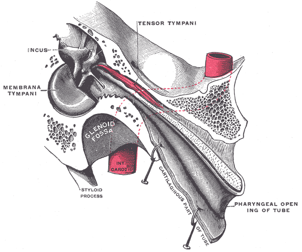 <p>The Middle Ear or Tympanic Cavity, Auditory tube, laid open by a cut in its long axis, Tensor Tympani, Membrana Tympani, I