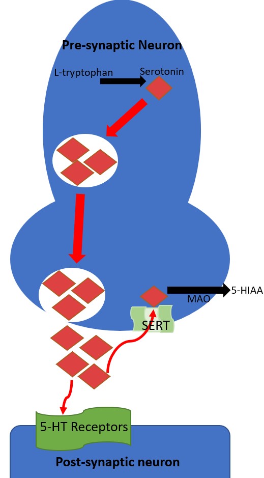 <p>The Neurotransmission of Serotonin