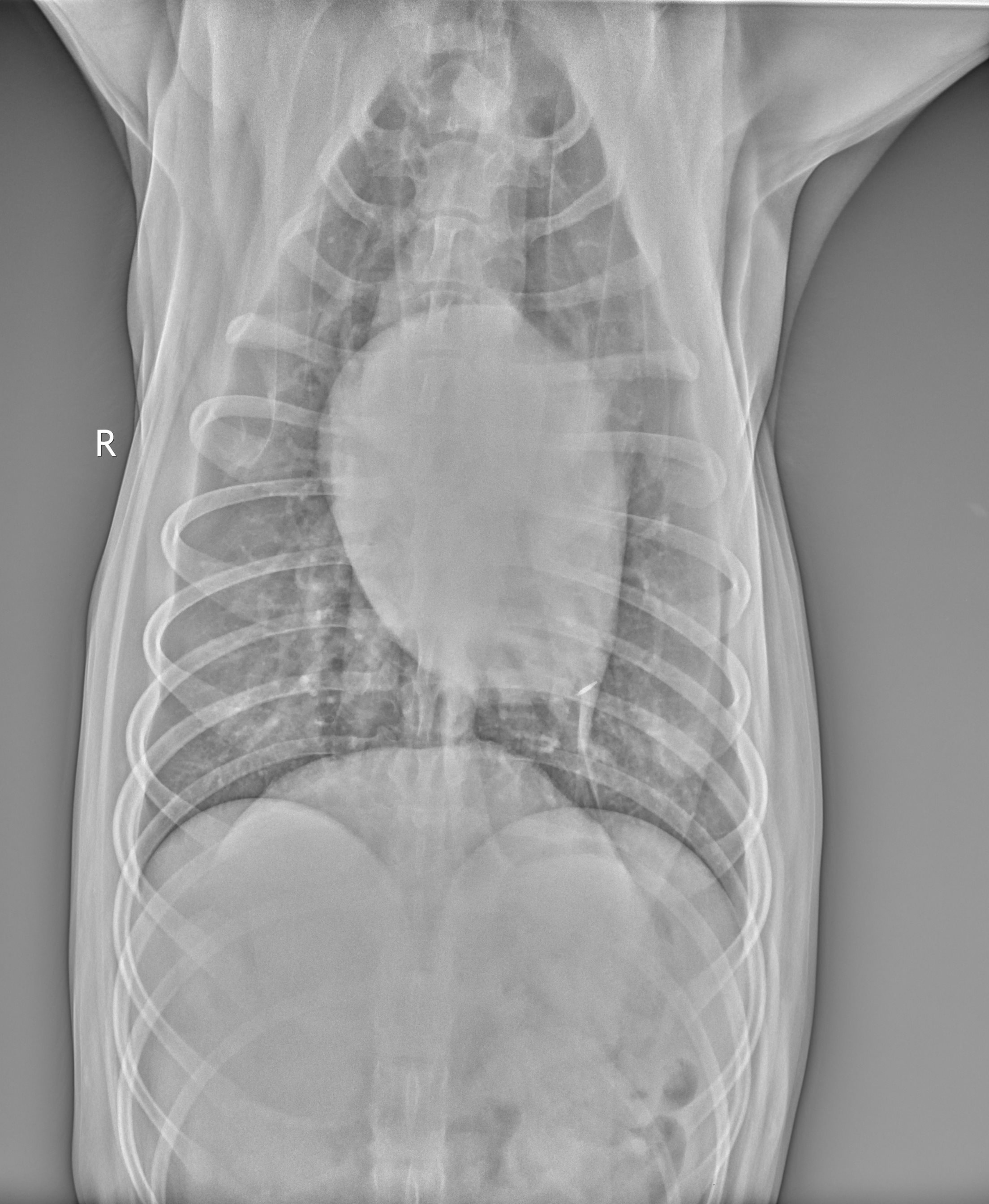 <p>CXR of Canine Costophrenic Margins