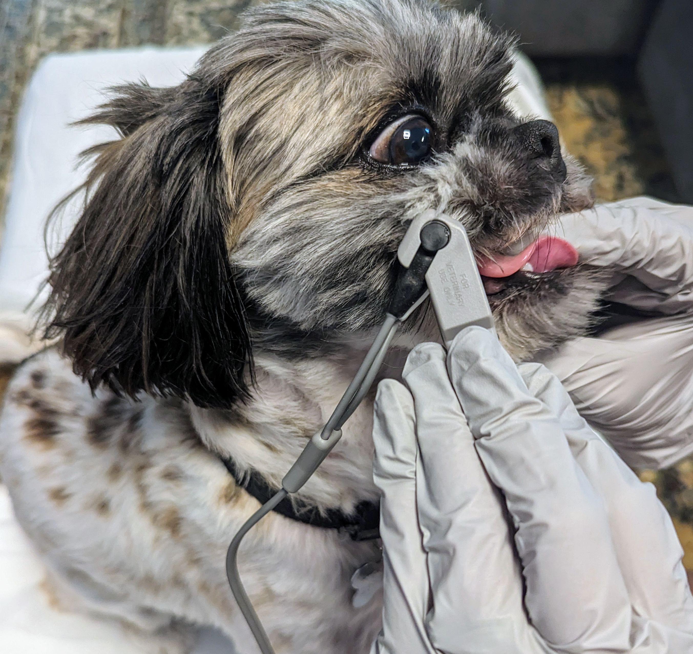 Canine Pulse Oximetry Lip, Step 2