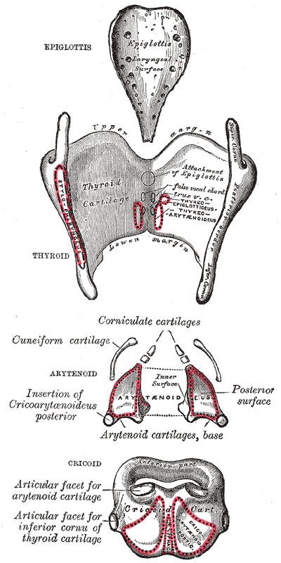 The Larynx, The cartilages of the larynx; Posterior view, Epiglottis, Thyroid, Arytenoid, Cricoid