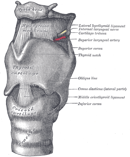 The Larynx, The ligaments of the larynx; Antero-lateral view, Middle cricothyroid Ligament, Hypothyroid membrane, Lateral thy