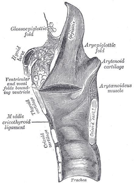 The Larynx, Sagittal section of the larynx and upper part of the trachea, Glossoepiglottic fold, Aryepiglottic Cartilage and 