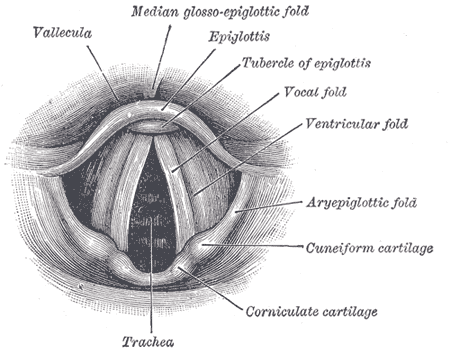 <p>Anatomy of the Larynx