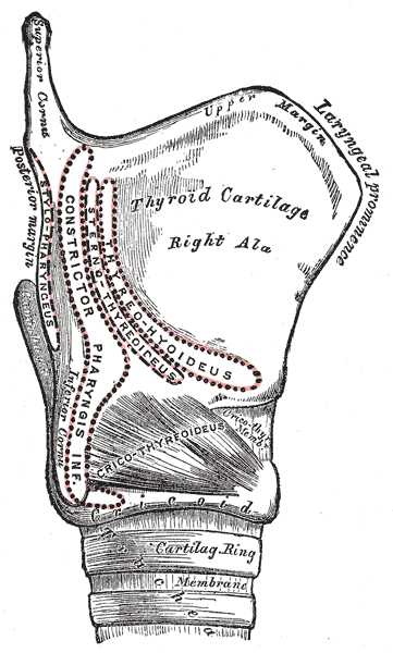 <p>Larynx, External Muscle Attachment Sites