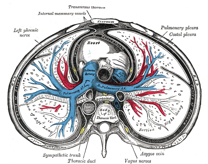 <p>The Mediastinum, Transverse Section of the Thorax