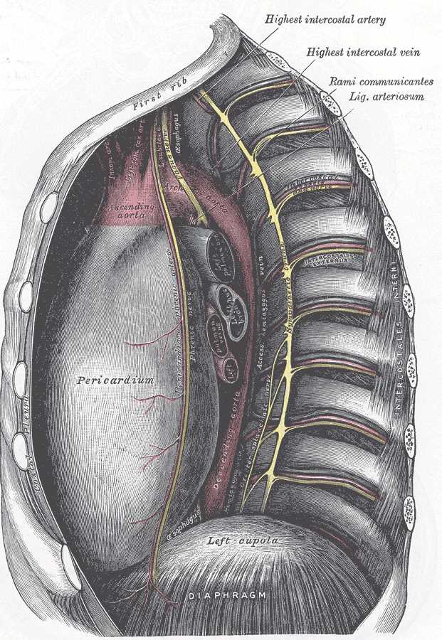 The Mediastinum, The middle and posterior mediastina; Left side, Highest intercostal artery, Highest intercostal vein, Rami c