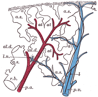 The Lungs, Schematic longitudinal section of a primary lobule of the lung, respiratory bronchiole, alveolar duct,  atria, alv