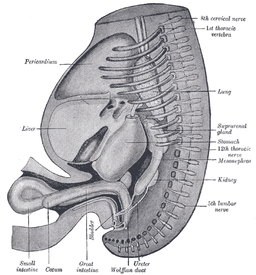 The Digestive Apparatus, Reconstruction of a human embryo of 17 mm, Pericardium, Liver, Bladder, Small intestine, Cecum, Grea