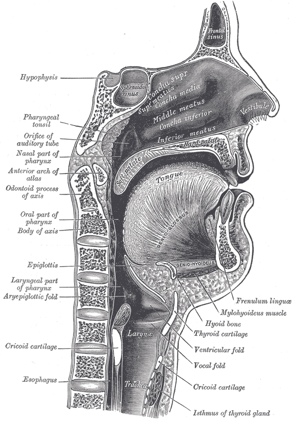 The Mouth, Sagittal section of nose mouth, pharynx, and larynx