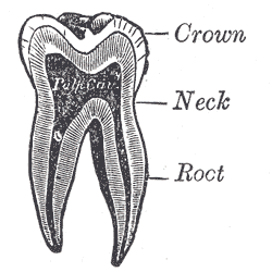 The Mouth,  Vertical section of a molar tooth, Crown, Neck, Root, Pulp cavity