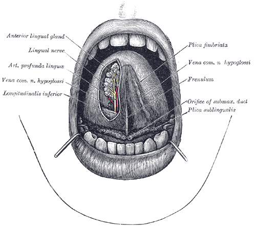 The Mouth, The mouth cavity, The apex of the tongue is turned upward, Anterior lingual gland, Lingual nerve, Arterial Profund