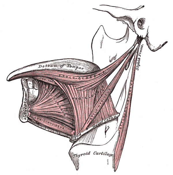 The Mouth, Extrinsic muscles of the tongue; Left side, Dorsum of Tongue, Styloglossus, Hyoglossus, Genioglossus, Geniohyoideu