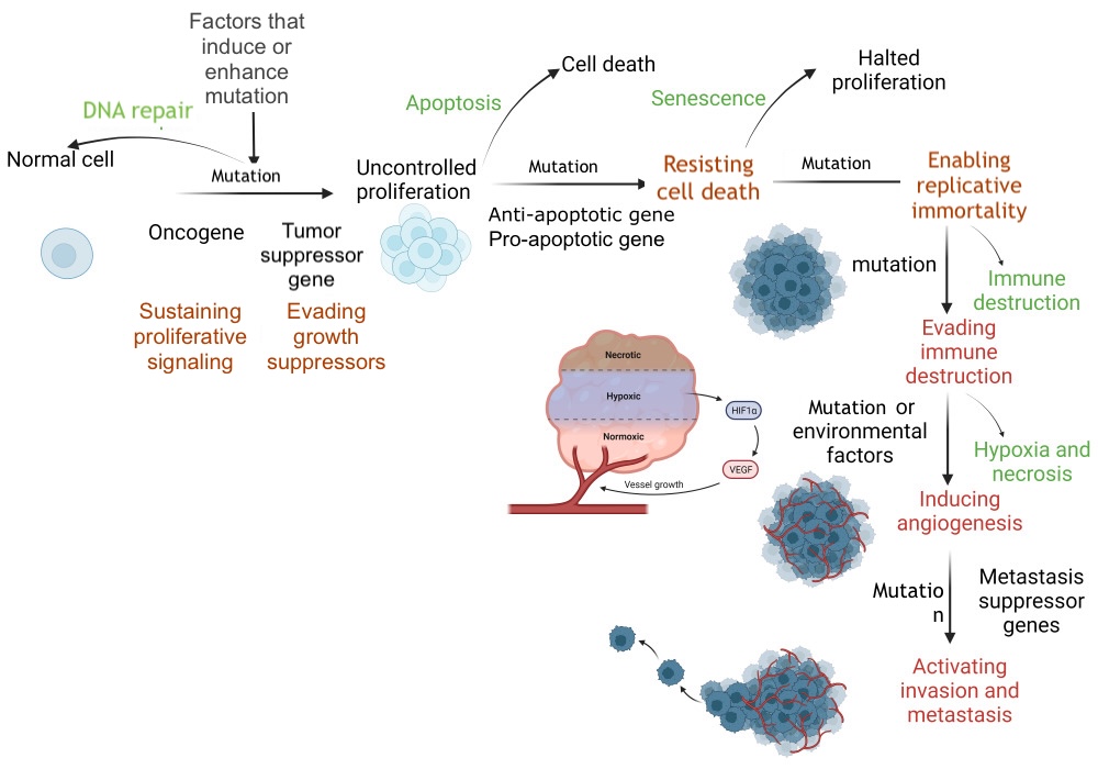 <p>DNA Repair and Apoptosis