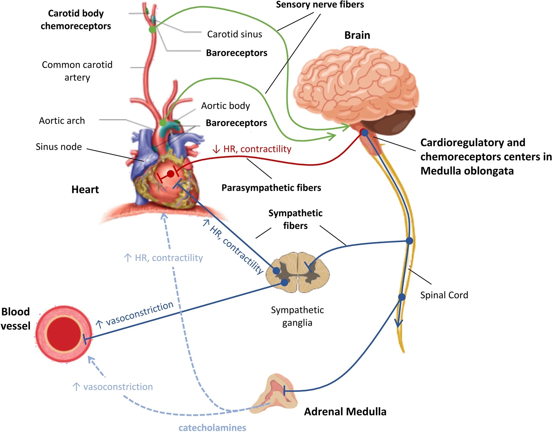 <p>Blood Pressure Regulation