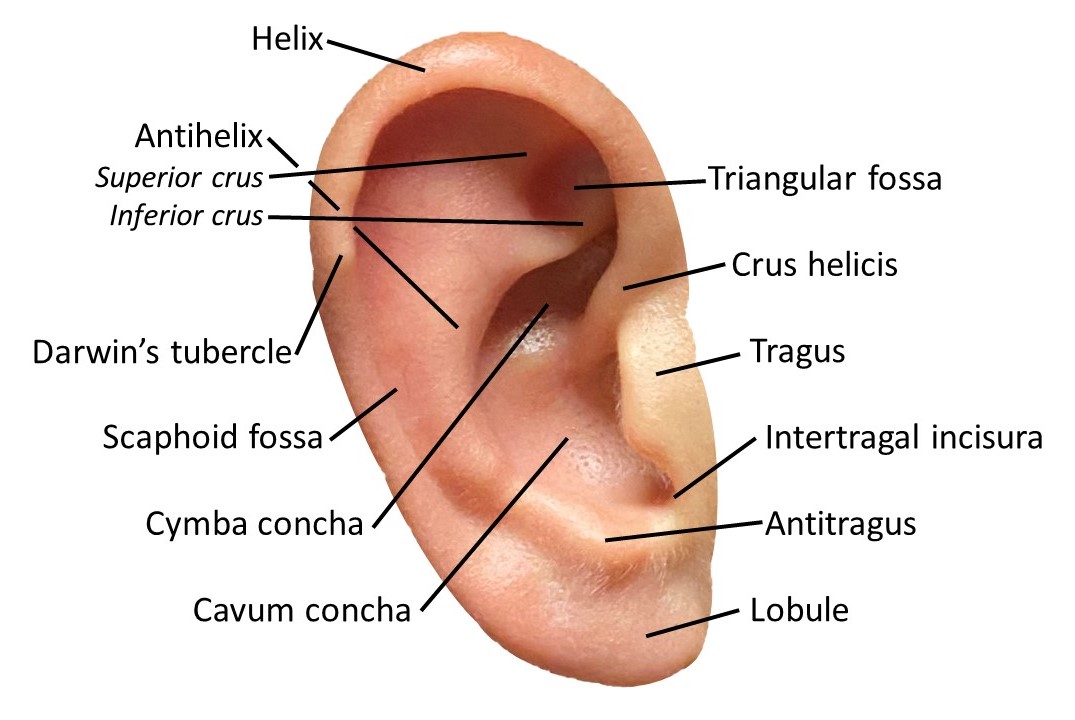 <p>Auricle Surface Anatomy