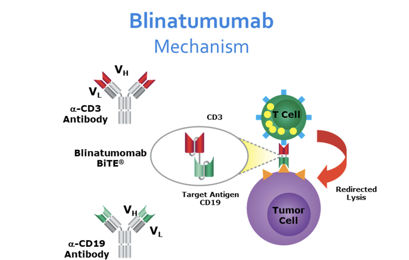 <p>Blinatumomab Mechanism of Action