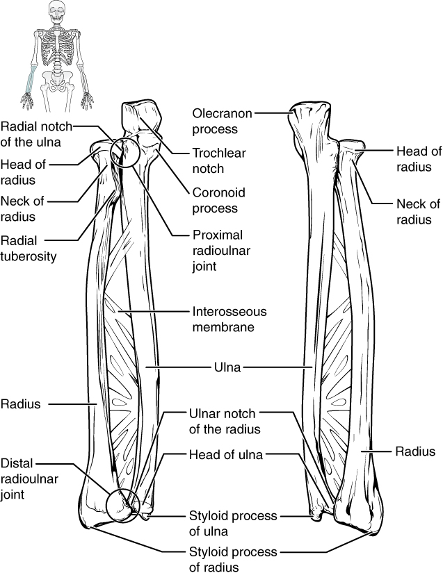 <p>Radioulnar Joints