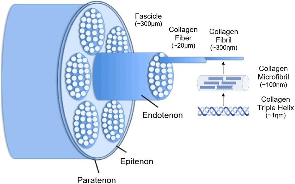 <p>Tendon Hierarchical Structure&nbsp;Schematic Diagram