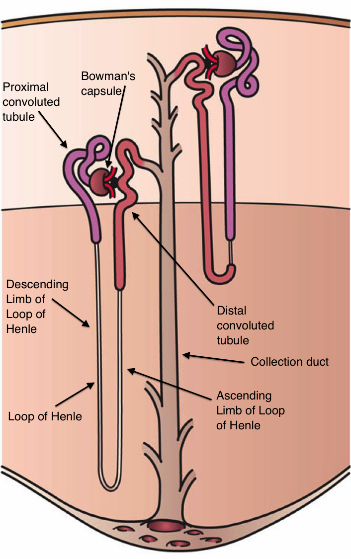 <p>Nephron Schematic&nbsp;Illustration