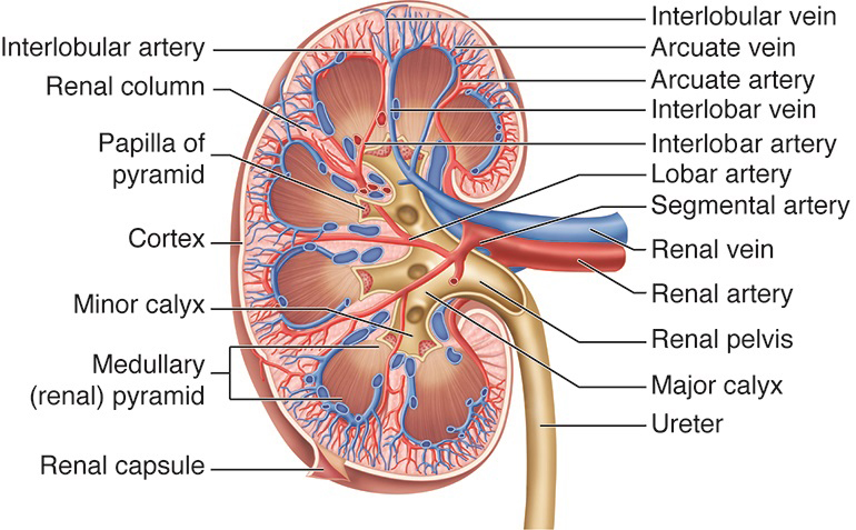 <p>Renal Circulation