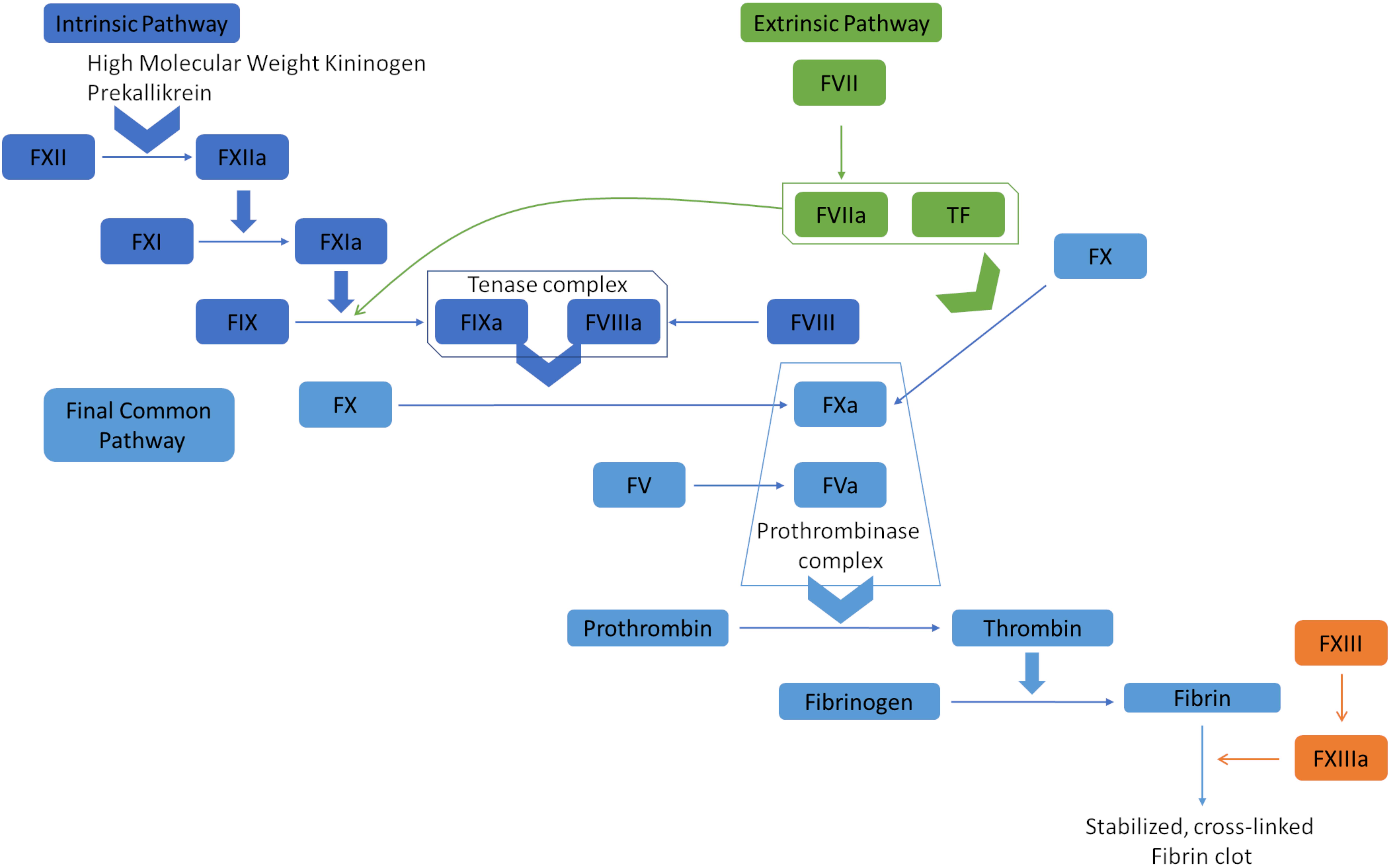 <p>Coagulation Cascade Diagram