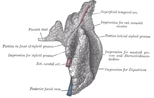 The Mouth, Right parotid gland; Posterior and deep aspects, Parotid duct, Styloid process, Exterior carotid artery, Facial ve