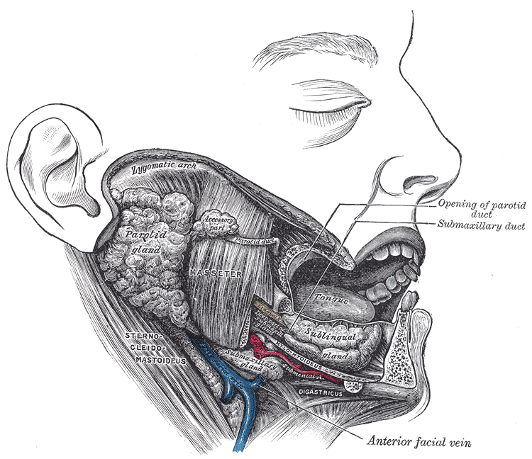The Mouth, Dissection; showing salivary glands of right side