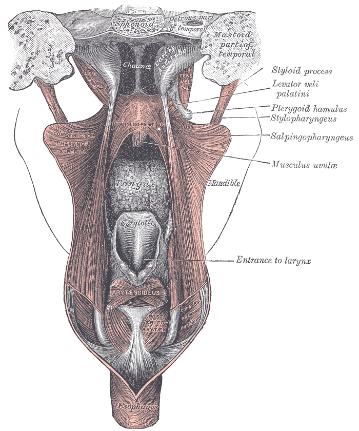 The Fauces, Dissection of the muscles of the palate from behind, Larynx, tongue, Pharyngopalatinus, Constrictor pharyngis sup