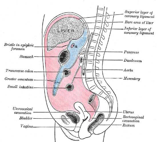 <p>The Abdomen, Vertical disposition of the peritoneum, Main cavity; red, omental bursa; blue</p>