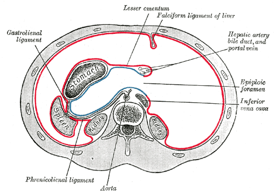 The Abdomen, Horizontal disposition of the peritoneum in the upper part of the abdomen, Phrenico Lienal ligament, Aorta, Infe
