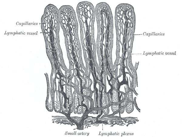 <p>Small Intestinal Villi&nbsp;Schematic Representation