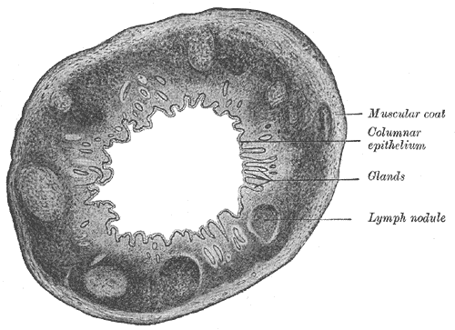 <p>Large Intestine Transverse Section