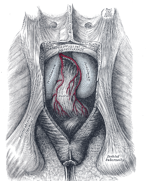 The Large Intestine, The posterior aspect of the rectum exposed by removing the lower part of the sacrum and the coccyx, Isch
