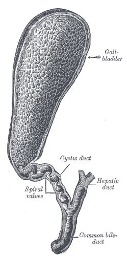 The Liver, The gall-bladder and bile ducts laid open, Cystic duct, Spiral valves, Common bile duct