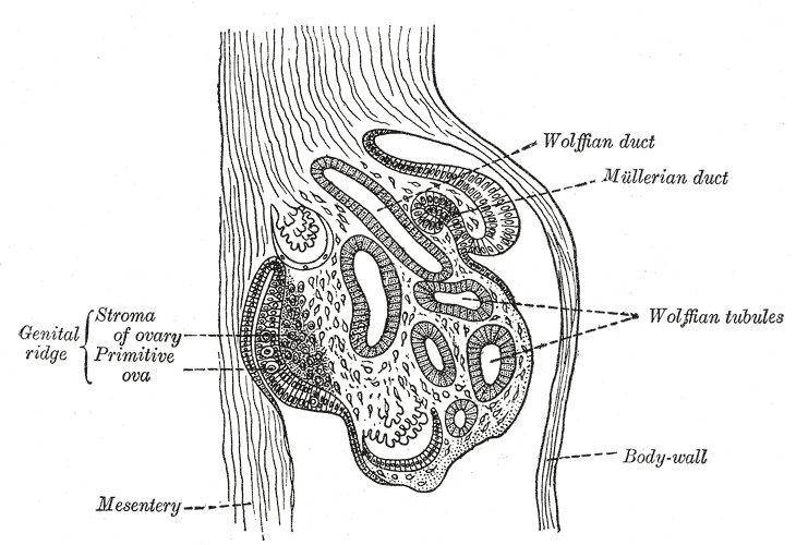 The Urogenital Apparatus, Section of the urogenital fold of a chick embryo of the fourth day, Wolffian tubules and  duct, Mul