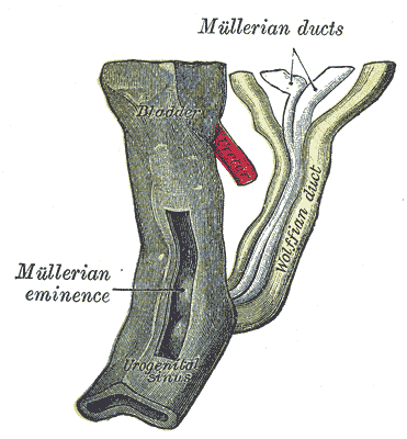 The Urogenital Apparatus, Urogenital sinus of female human embryo of eight and a half to nine weeks old, Mullerian duct, Wolf