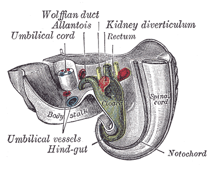 The Urogenital Apparatus, Tail end of human embryo twenty-five to twenty-nine days old, Wolffian duct, Allantois, Kidney dive