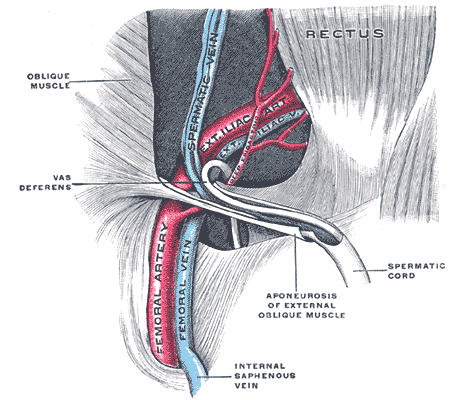 <p>Inguinal Canal