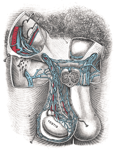 <p>The Male genital Organs, Spermatic veins, Testis</p>