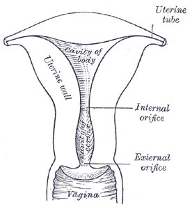 The Uterus, Posterior half of uterus and upper part of vagina, Uterine Tube, Cavity of body, Uterine wall, Internal Orifice, 