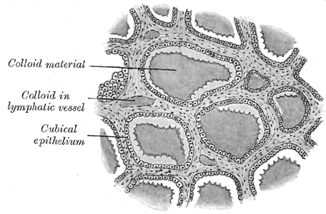 <p>The Ductless Glands