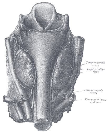 The Parathyroid Glands