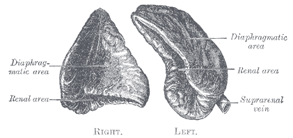 <p>Chromophil and Cortical Systems, Suprarenal Glands (Posterior View). Posterior view, renal area, and suprarenal vein.</p>