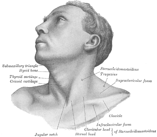 Surface Anatomy and Surface Markings, Anterolateral view of head and neck, Submaxillary triangle, Hyoid bone, clavicle, Jugul